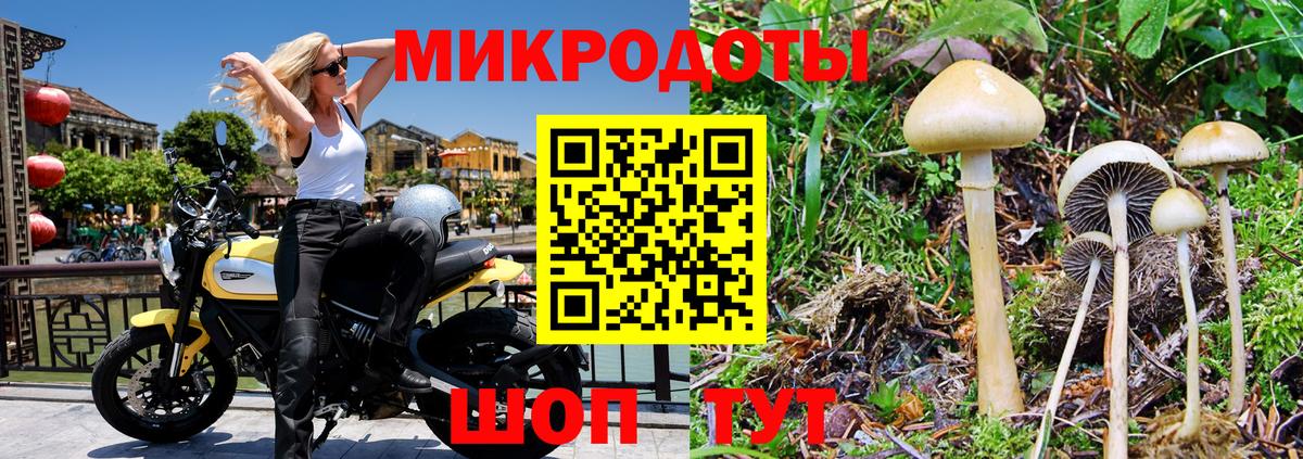 Галлюциногенные грибы Psilocybe Чапаевск