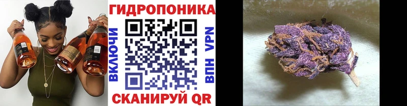 гидра ТОР  как найти закладки  Чапаевск  Марихуана сатива 